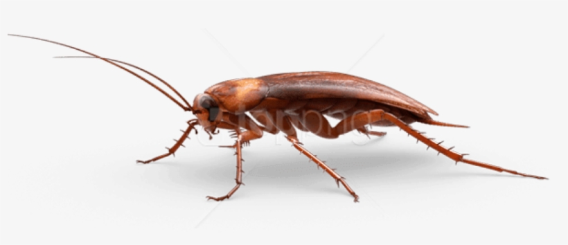 Free Png Download Large Cockroach Png Images Background - Cockroach, transparent png download