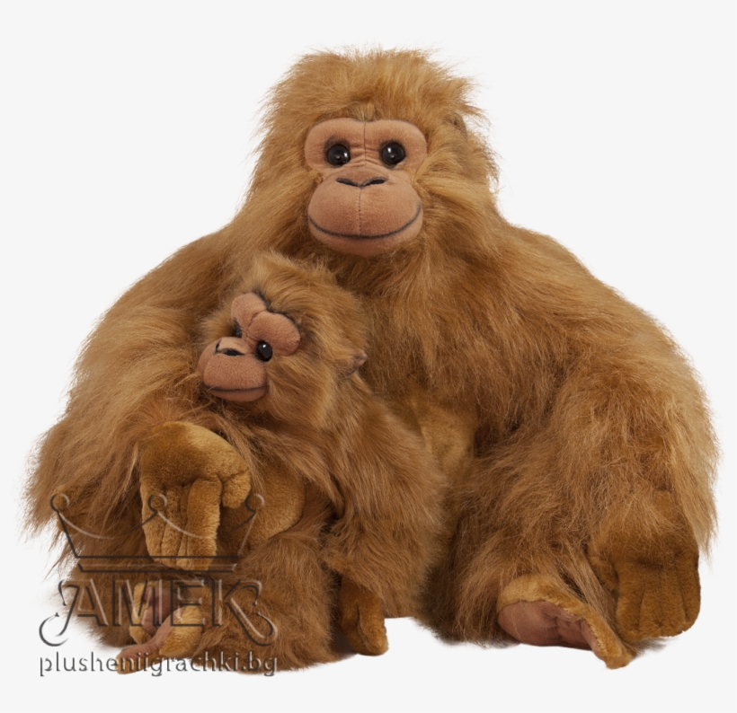 Orangutan, transparent png download