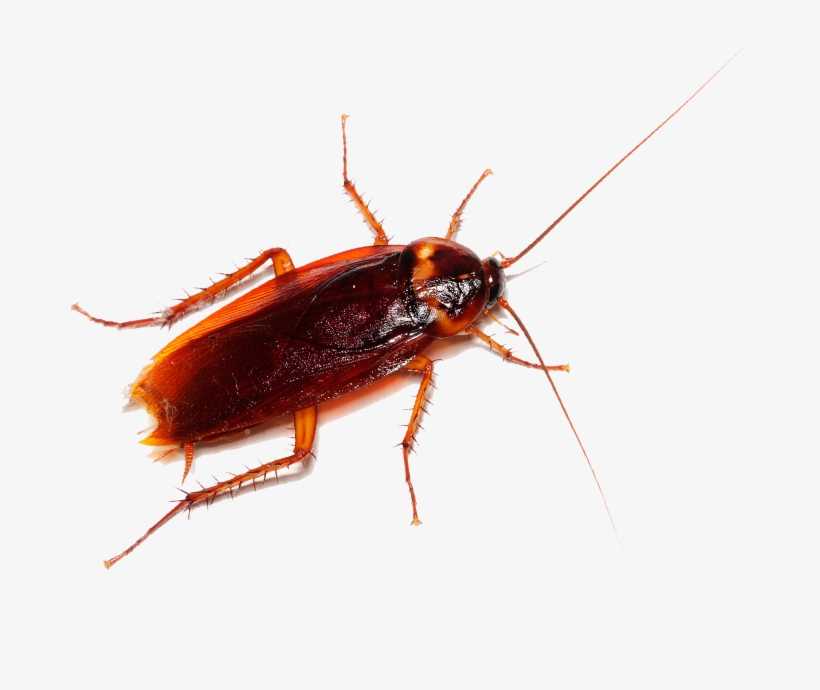 To Learn More About Cockroach Pest Control And How - Cockroach, transparent png download