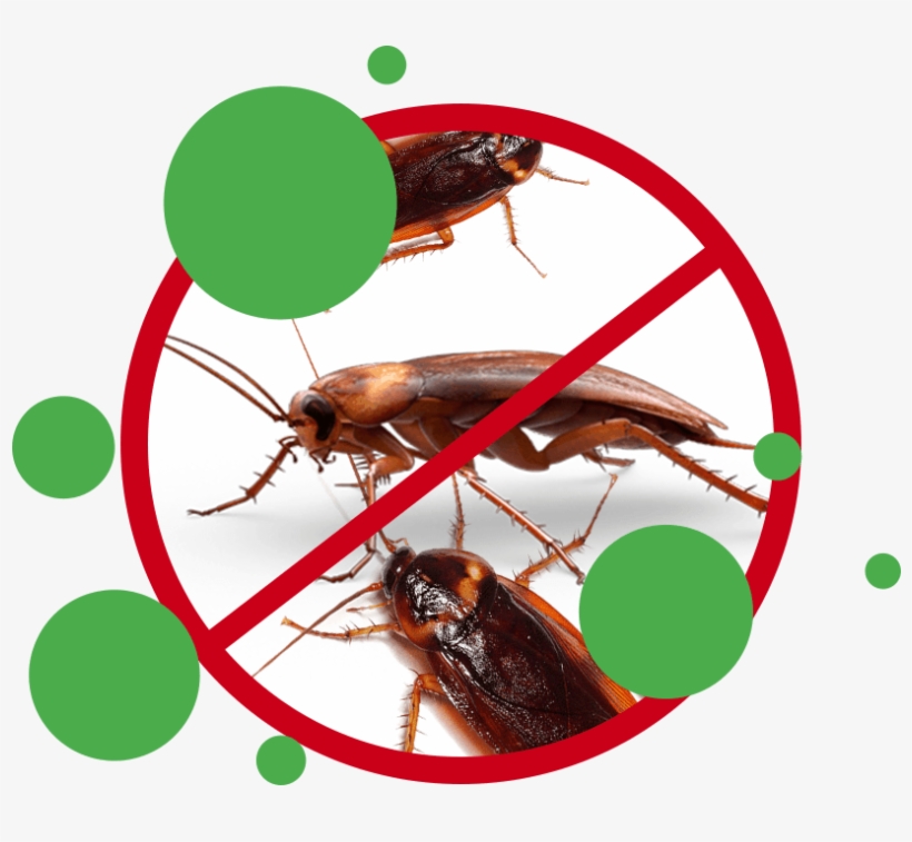 Cockroach Treatments & Control Perth Image - Cockroach, transparent png download