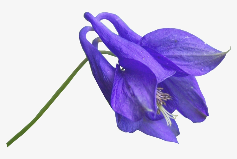 Curtido Curtir Compartilhar - Harebell, transparent png download