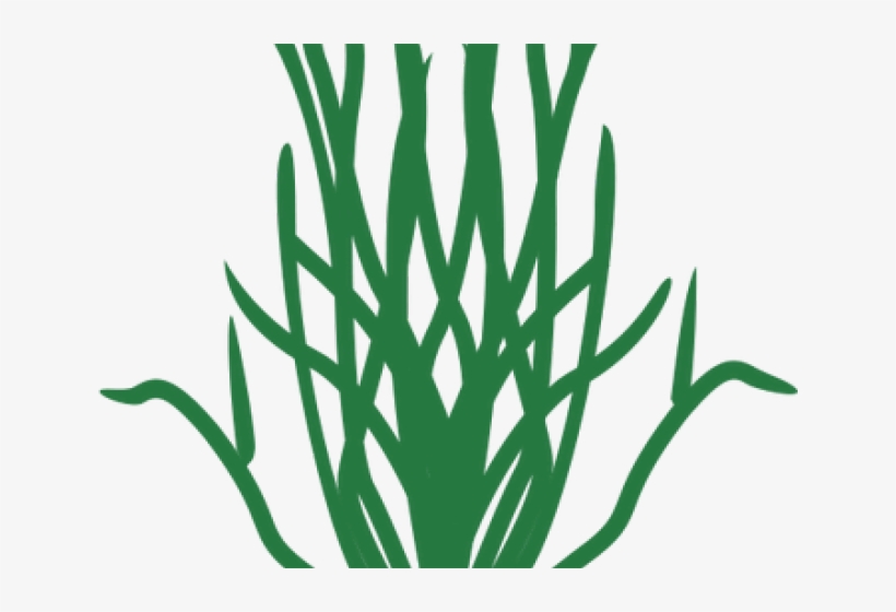 Transparent Seaweeds Png, transparent png download