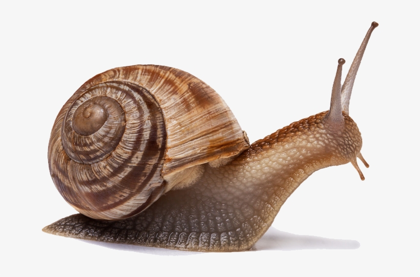 Snail Png Image - Gastropods Png, transparent png download