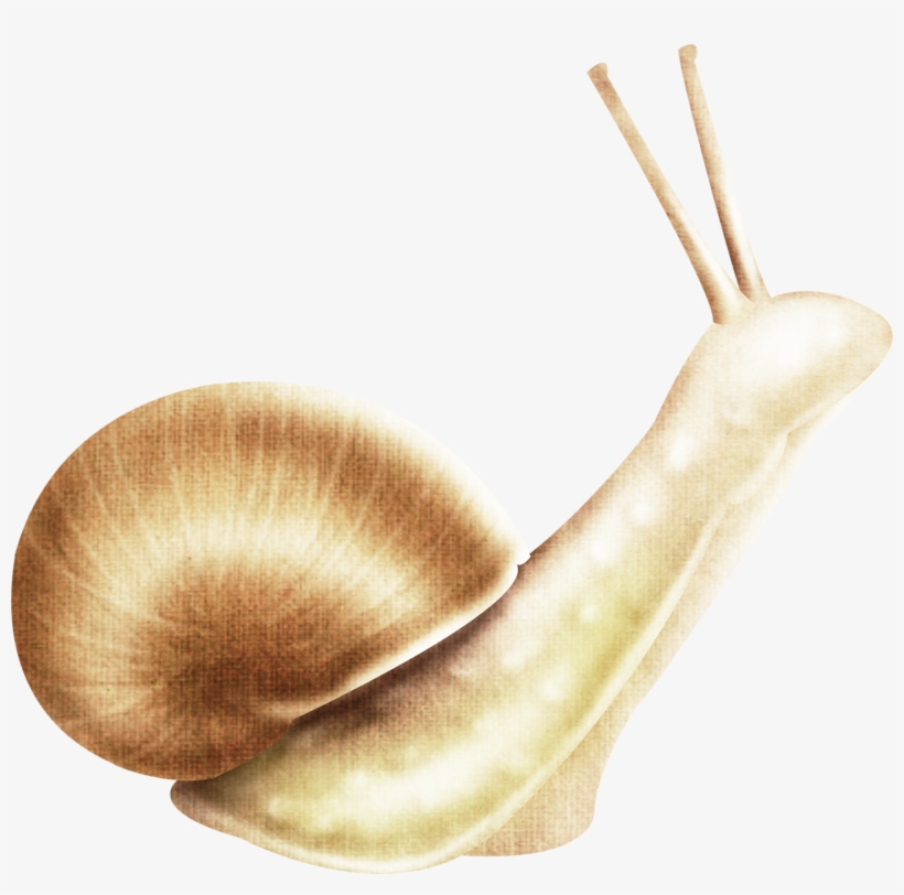 Snail Download Transparent Png Image - Snail, transparent png download