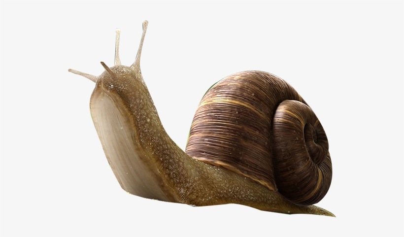 Lymnaeidae, transparent png download