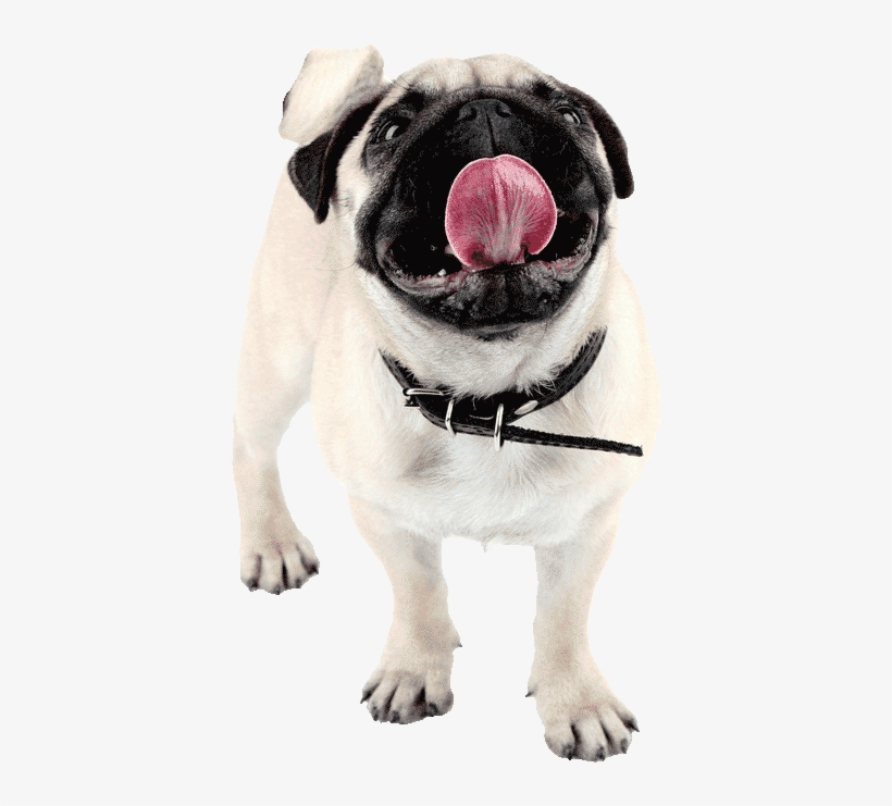 Pug-happy500png - Pug, transparent png download