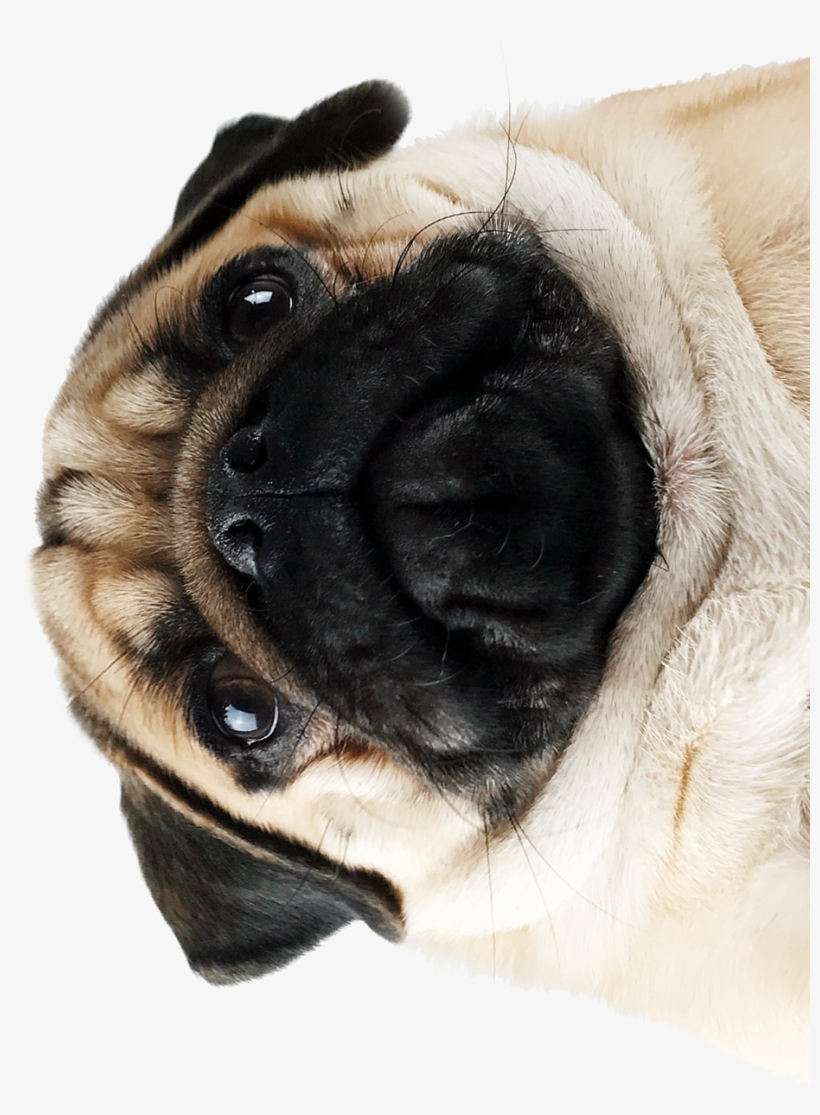 Pugs Pugs Pugs Pugs Pugs Pugs Pugs Pugs Pugs Pugs Pugs - Pug, transparent png download