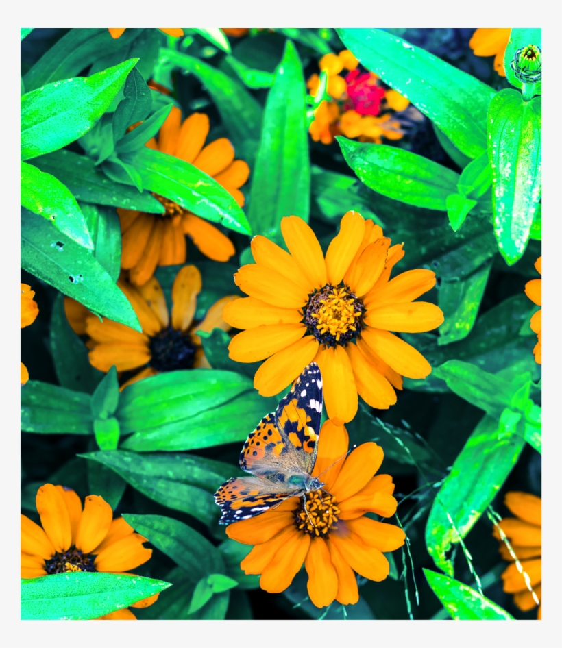 Yellow-flowers Printfile Default, transparent png download
