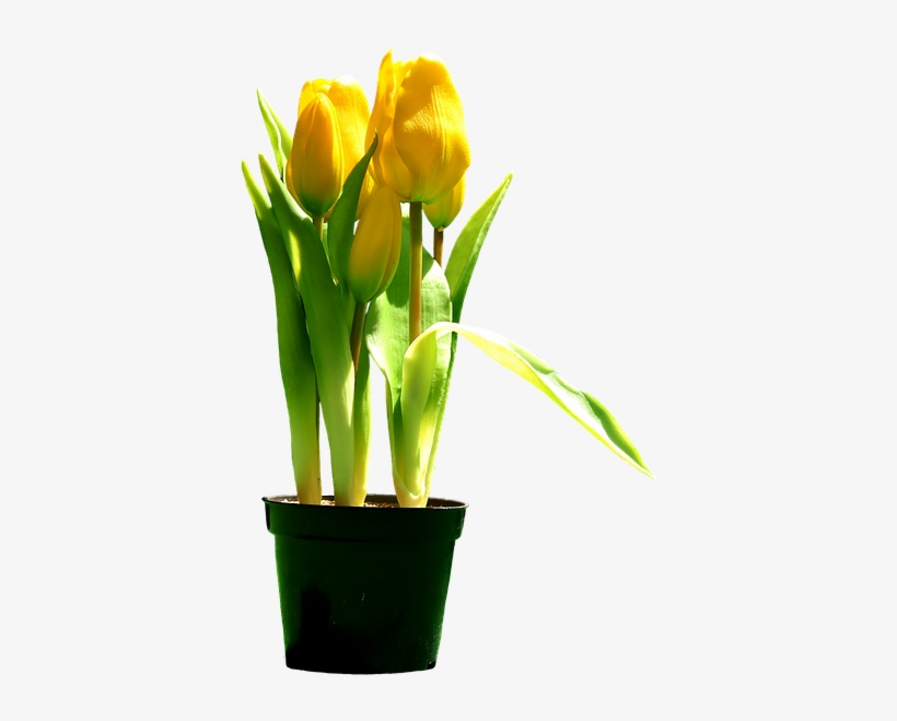 Free Photo Bloom Tulips Yellow Blossom Flowers Yellow - Tulipani Gialli Png, transparent png download