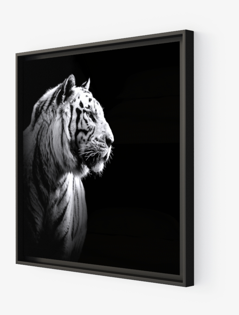 Photo The White Tiger - Portrait Tiger, transparent png download