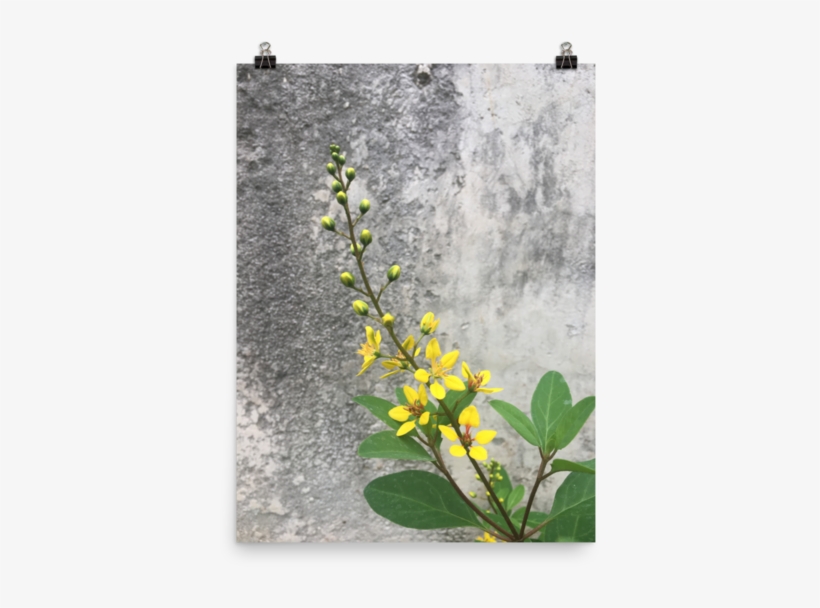 Flower, transparent png download