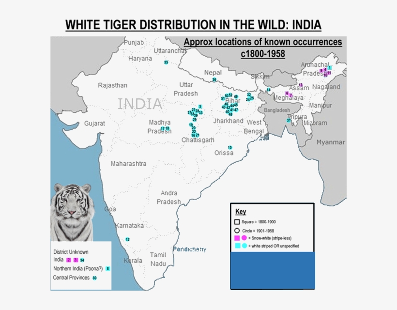 Location Of White Tiger Distribution In The Wild - White Tiger In Nilgiri, transparent png download