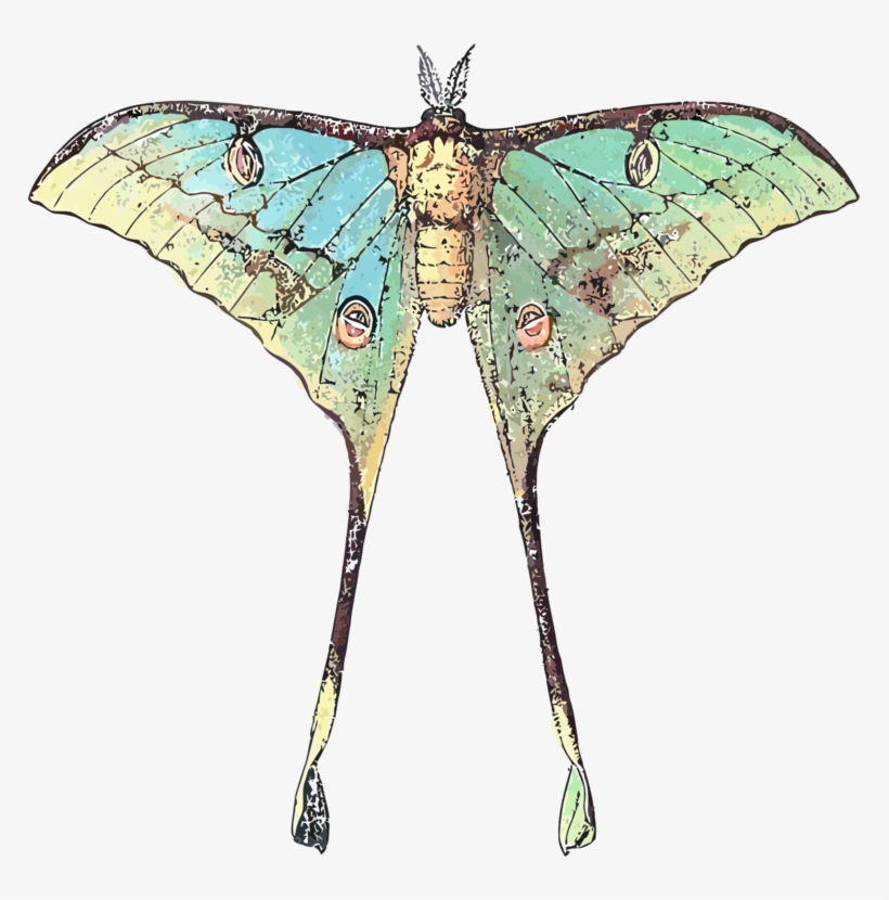 Butterfly Luna Moth Insect Comet Moth - Luna Moth Scientific Illustration, transparent png download