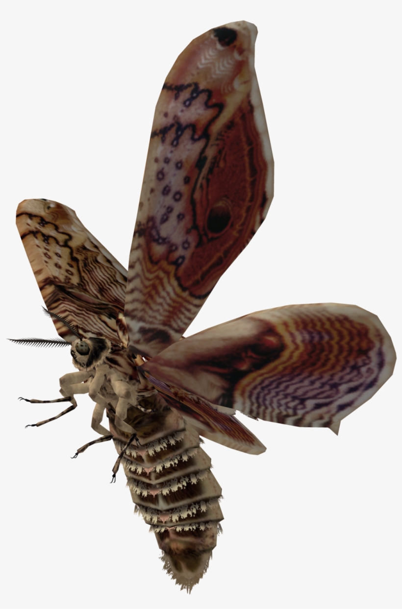 Moth Transparent Background, transparent png download