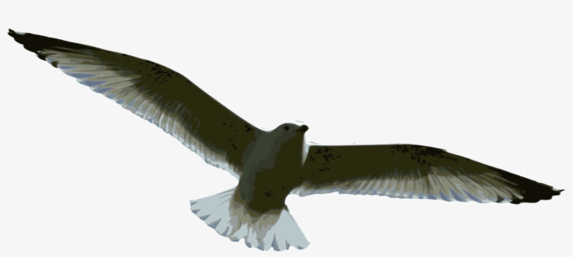 Sea Gull Drawing - Gaviota Vuelo Dibujo, transparent png download