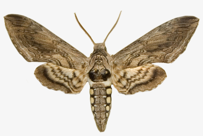Prev / Next, transparent png download