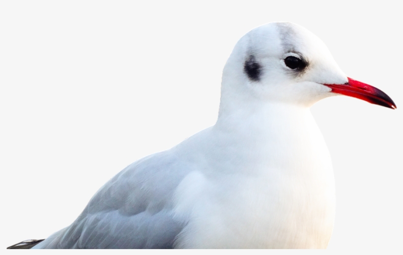 Seagull, Bird, Animal, Water Bird, Seevogel, Close - Laughing Gull, transparent png download