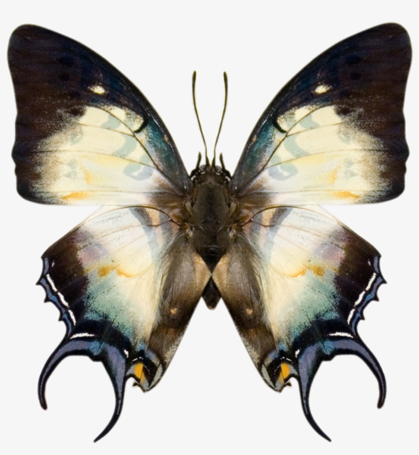 Prev / Next, transparent png download