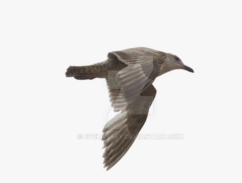 Gulls Transparent Png - Vaux S Swift, transparent png download