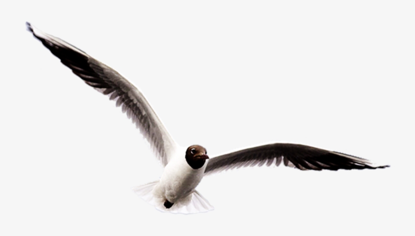 Feather Clipart Seagull - Laughing Gull, transparent png download