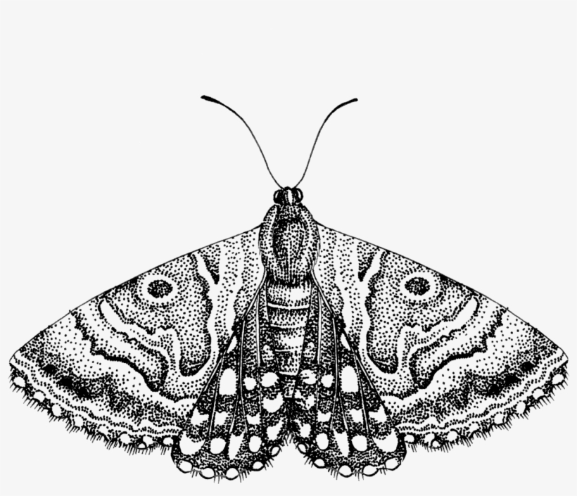 Line-moth - Ascalapha Odorata, transparent png download