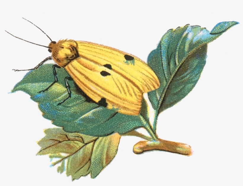 Gnophria Quadra Moth 001 - Skipper (butterfly), transparent png download