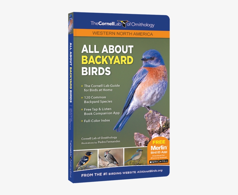 All About Backyard - All About Backyard Birds, transparent png download