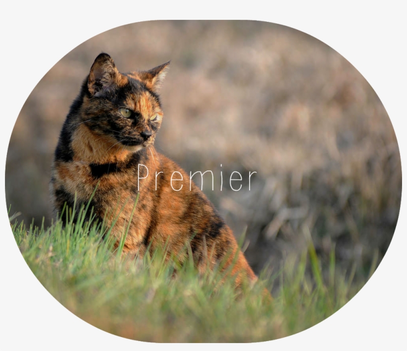 Tortoiseshell In Grass - Tabby Cat, transparent png download