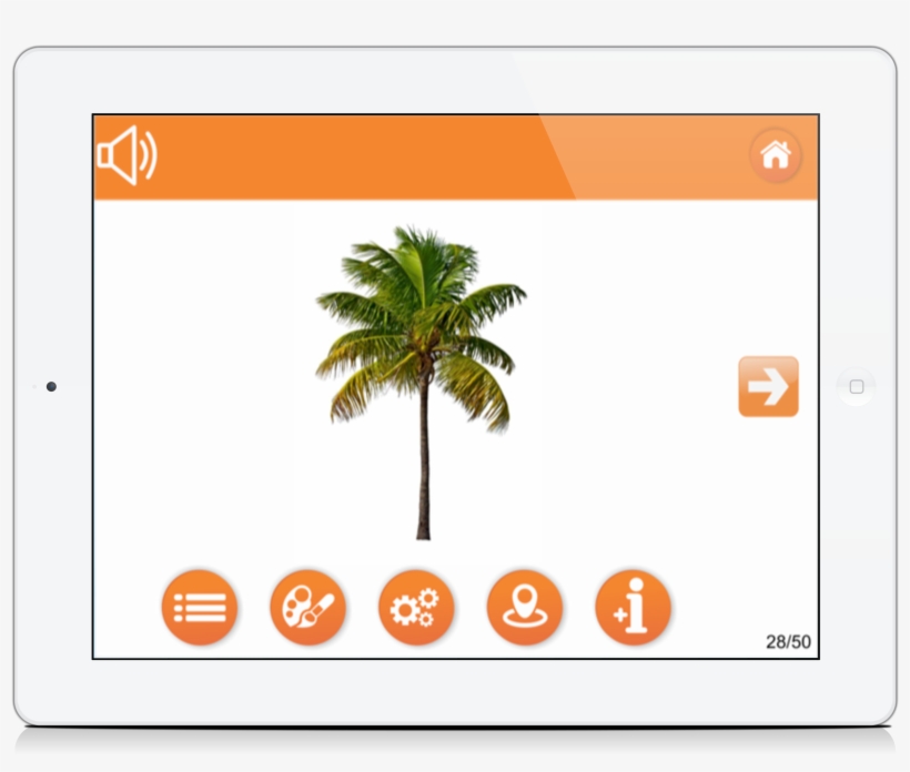 Palm Tree - Attalea Speciosa, transparent png download