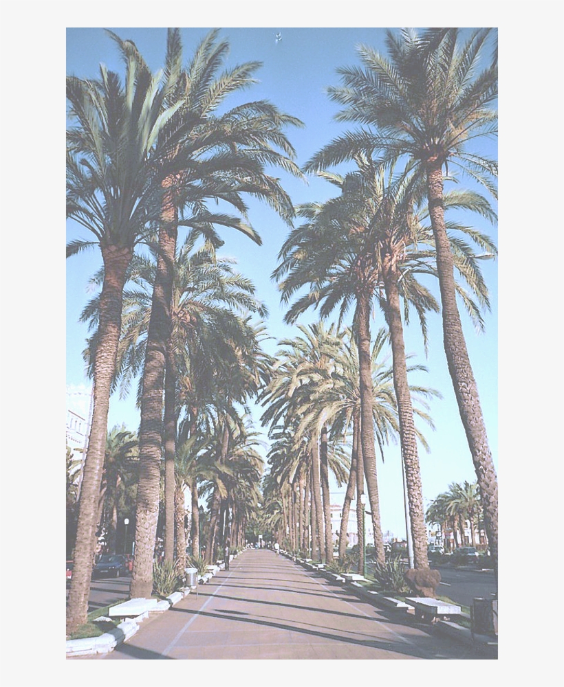 Empyre Palm Tree Tumblr Backgrounds Transparent Png 628x9 Free Download On Nicepng