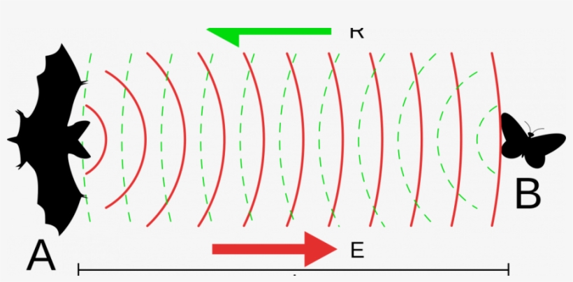 Are Humans Limited To The Senses We're Born With Or - Applications Of Ultrasound For Class 9, transparent png download