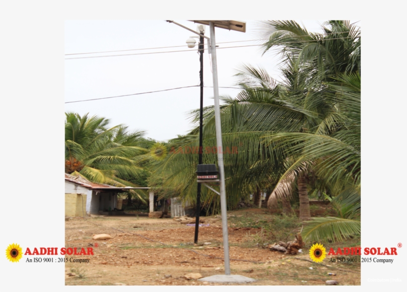 Aadhi Solar Street Light Manufacture In India - Attalea Speciosa, transparent png download