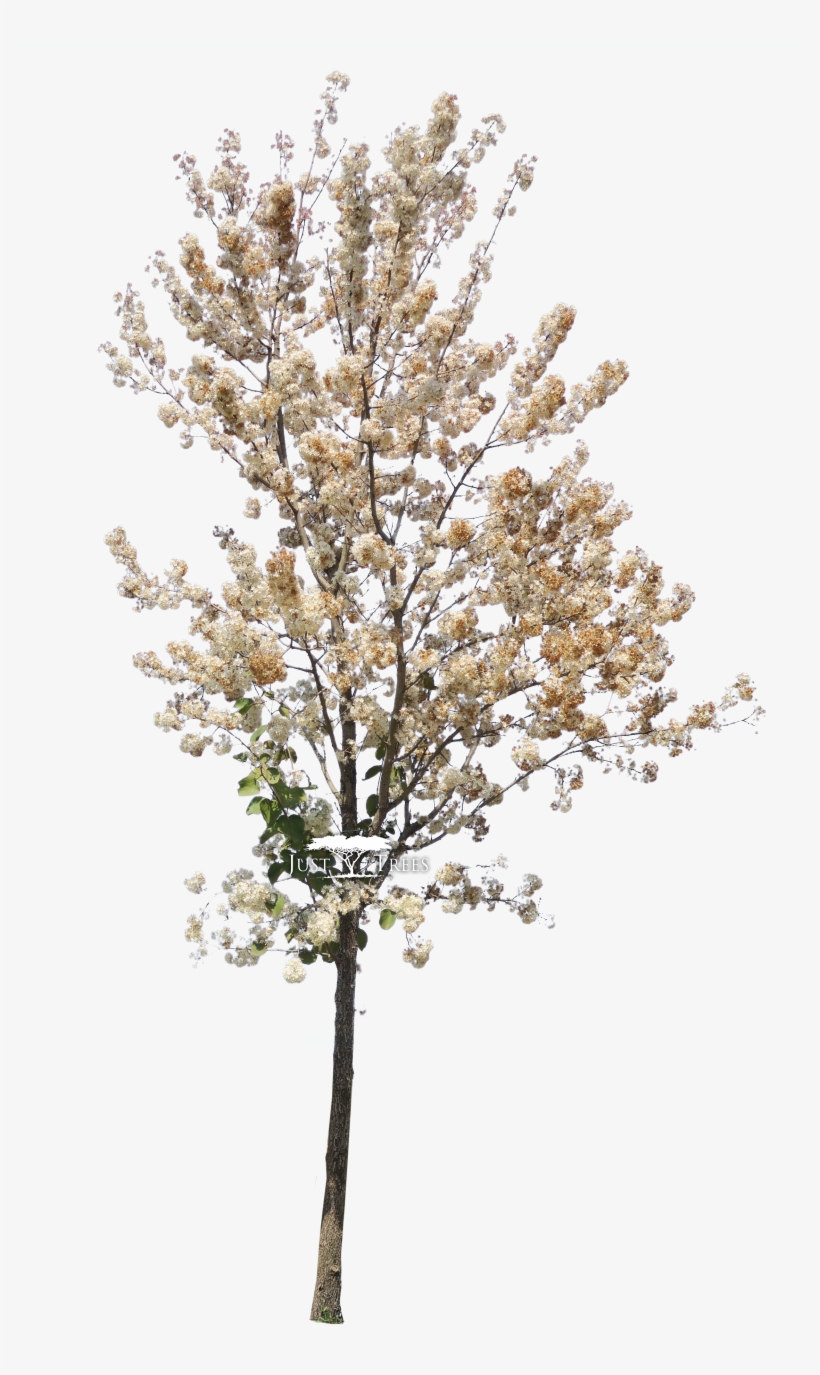 Dombeya Rotundifolia - Prunus Dulcis Png, transparent png download