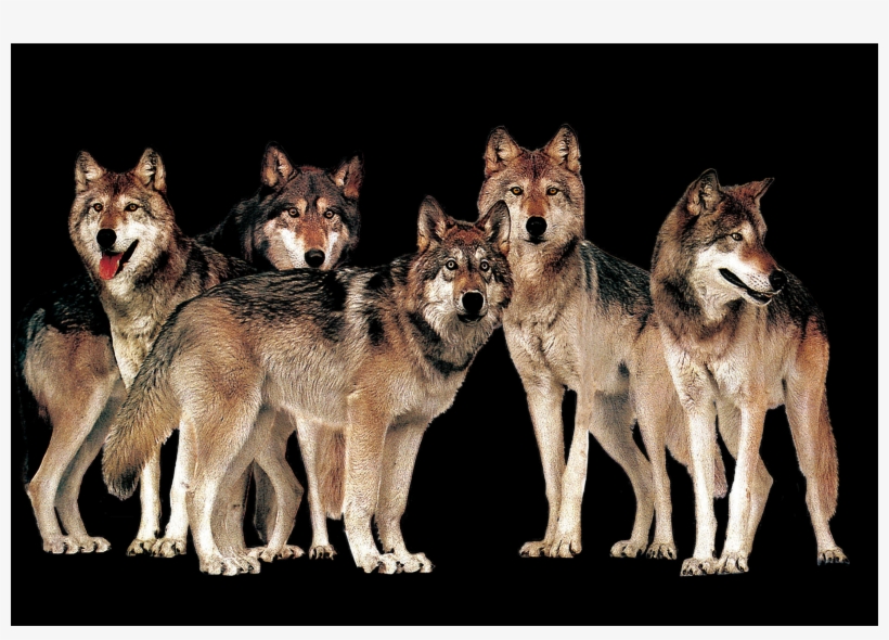 着 狼 皮 的 羊, transparent png download