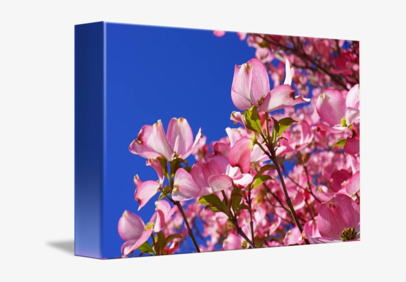 650 X 489 3, transparent png download