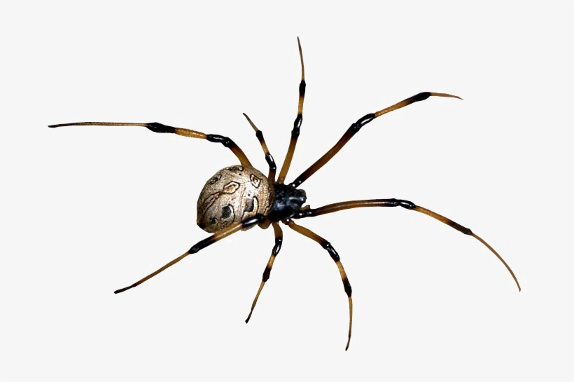 Araña Estrella, transparent png download