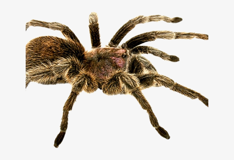 Spider Png Transparent Images - Spider Png, transparent png download