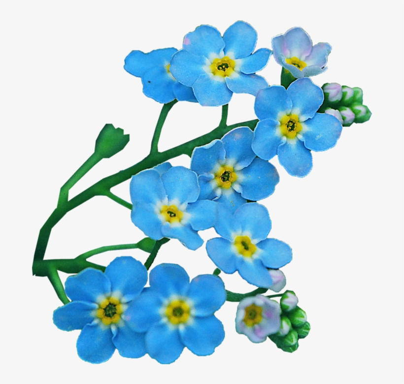 Flower Clip Art Transprent Png - Незабудка Пнг, transparent png download