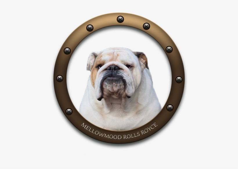 Britishpride Fly The Flag Mellowmood Rolls Royce - Olde English Bulldogge, transparent png download