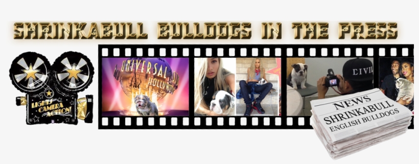 Shrinkabulls Bulldogs In The Press - Collage, transparent png download