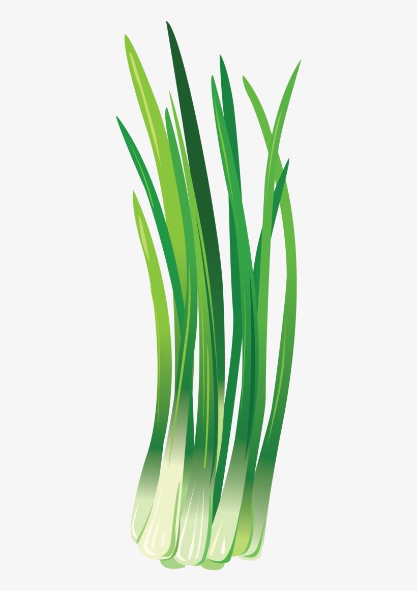 Leek Png, Download Png Image With Transparent Background, - Зеленый Лук Пнг, transparent png download