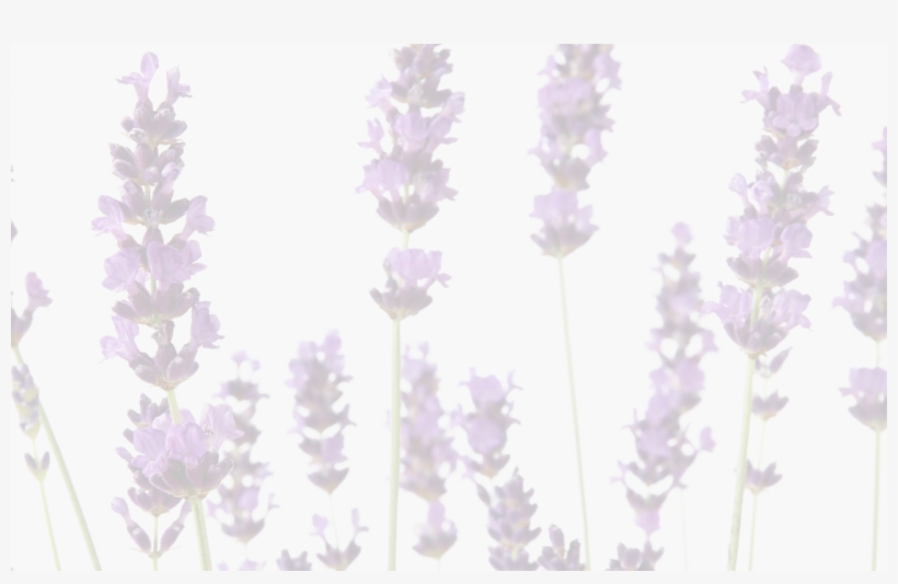 The History Of Lavender Sometimes Seems Fluid With - Lavandula Dentata, transparent png download