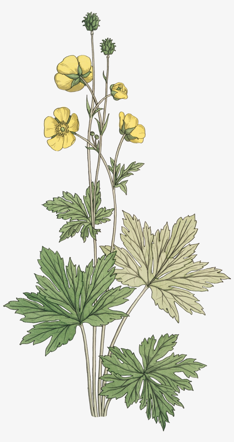 Subscriber Collage 3 Floral - Eugène Grasset, transparent png download