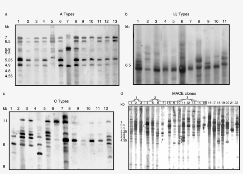 Intergenic Spacer Fingerprints Of Myzus Persicae Clones - Monochrome, transparent png download
