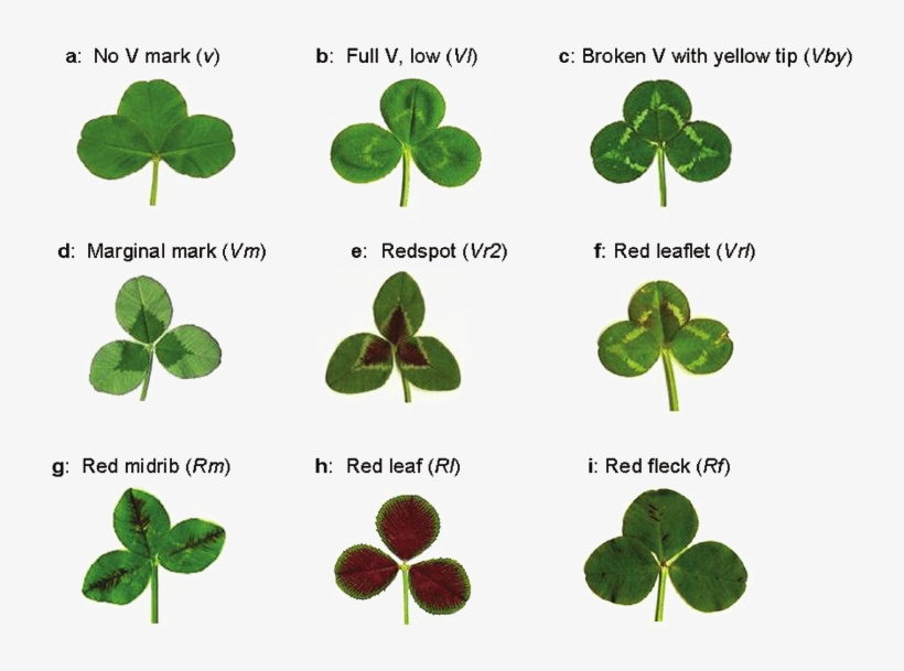 Clover Png Picture, transparent png download