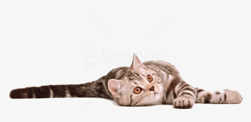 Free Png Download Cat Png Images Background Png Images, transparent png download