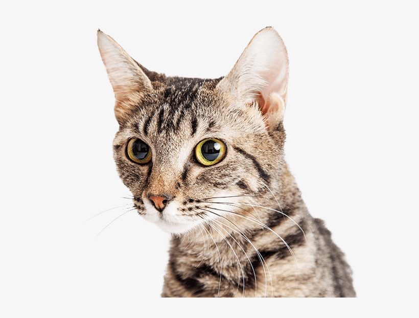 640 X 550 22 - Domestic Short-haired Cat, transparent png download
