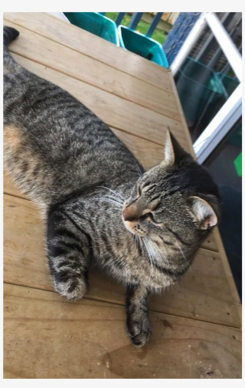 Sightings - Tabby Cat, transparent png download