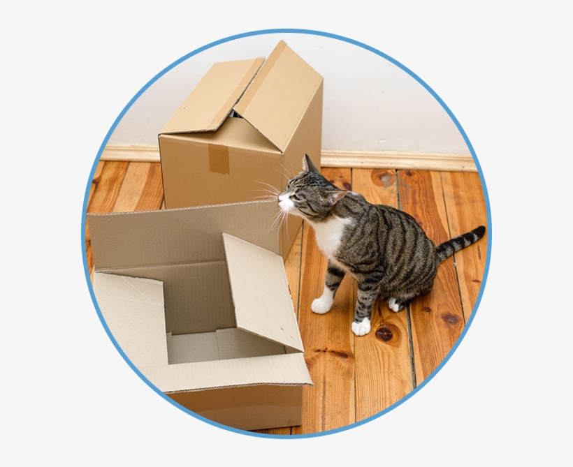 Are You Entering A Temporary Living Situation Where - Tabby Cat, transparent png download