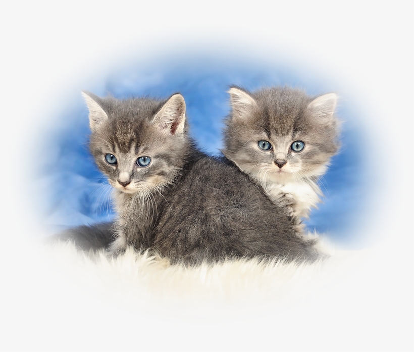 Long Haired Tabby - British Semi-longhair, transparent png download